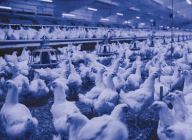 TREV 107004 PRIMA BLUE LED LÁMPATEST 38,5W 6050LM 4000K IP66/IP69 IK06 1175MM HACCP+AMMÓNIAÁLLÓ 5 ÉV