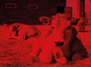 TREV 107002 PRIMA RED LED LÁMPATEST 38,5W 6050LM 4000K IP66/IP69 IK06 1175MM HACCP+AMMÓNIAÁLLÓ 5 ÉV