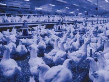 TREV 107011 INNOVA BLUE LED LÁMPATEST 47,4W 7460LM 4000K IP66/IP69 IK10 1455MM HACCP+AMMÓNIAÁLLÓ 5ÉV